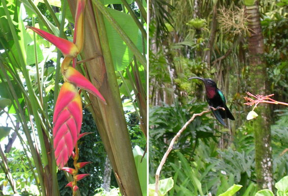 Colibri_et_oiseau_de_paradis.jpg